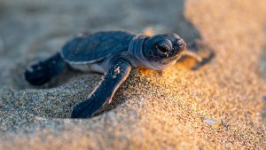 Comité Ambiental limpia playa de anidación de tortugas en Veracruz; recolectan 76 kilos de basura