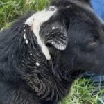 Detectan más casos de gusano barrenador en comunidades de Jilotepec